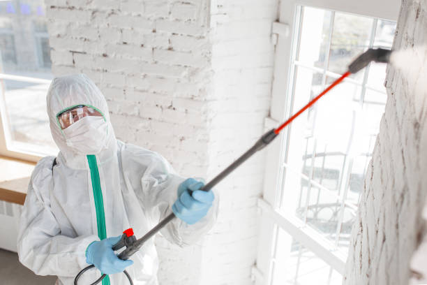Best Forensic Mold Investigation  in Hemet, CA