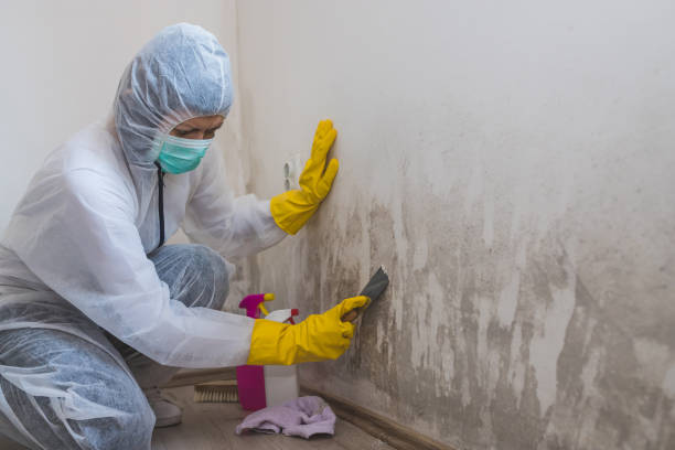 Best Biohazard Mold Removal  in Hemet, CA