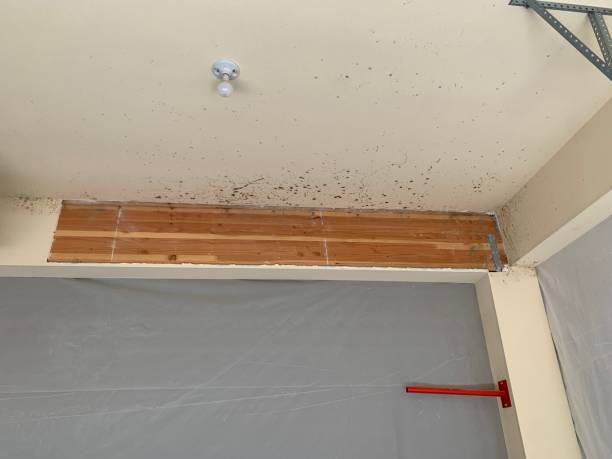 Best Post-Construction Mold Inspection  in Hemet, CA