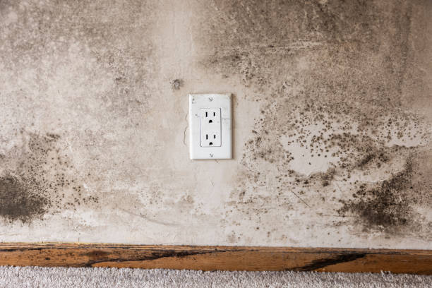 Best Emergency Mold Remediation  in Hemet, CA